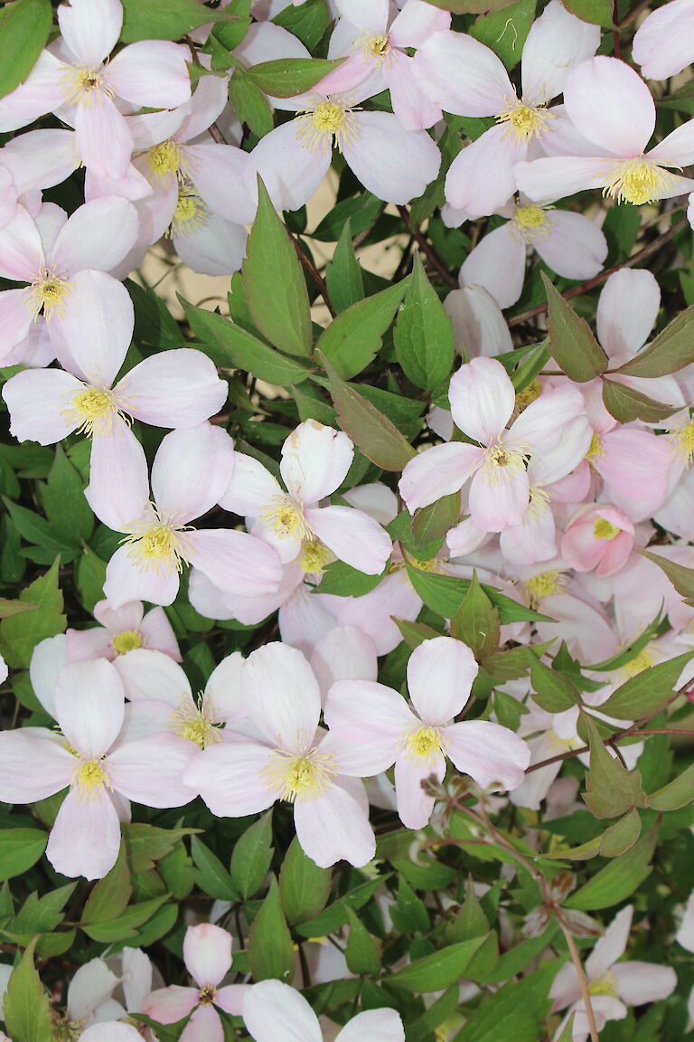 Clematis montana rubens