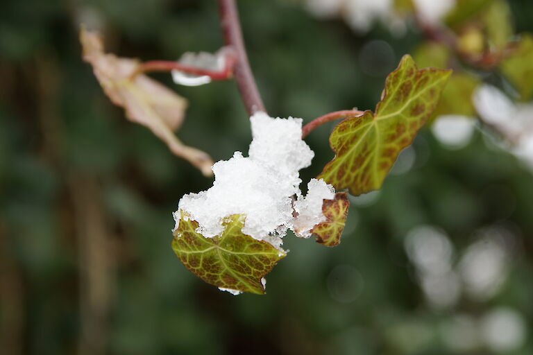 Hedera helix Winter