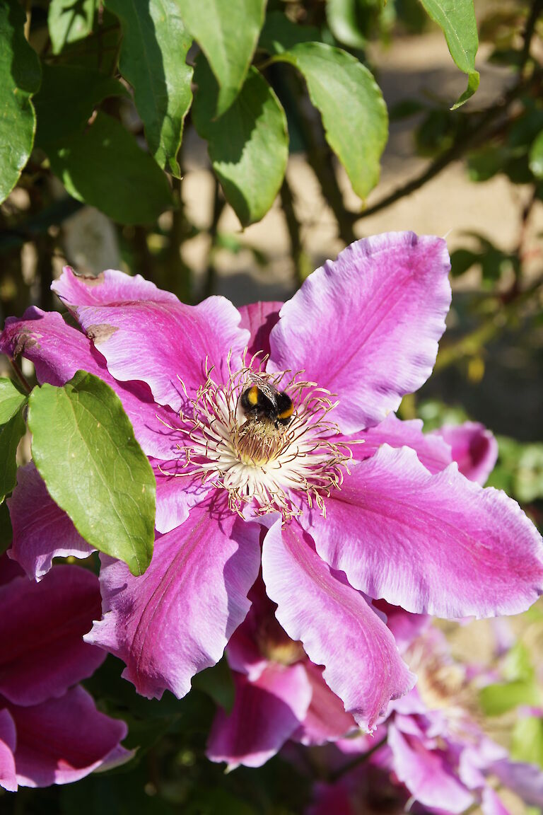 Clematis