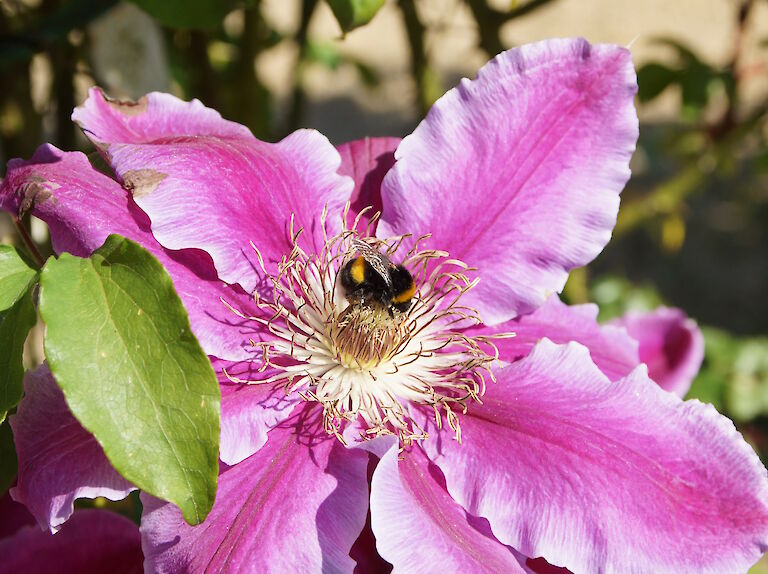 Clematis