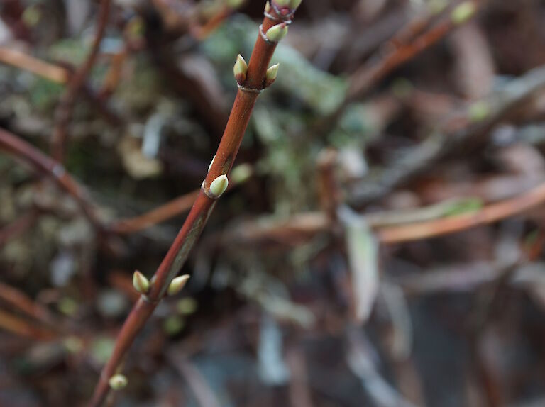 Hyrangea petiolaris Winter