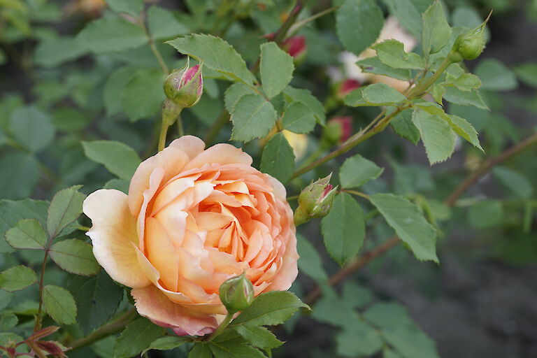 Rose lachsorange