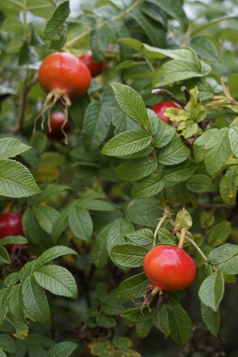 Rosa rugosa