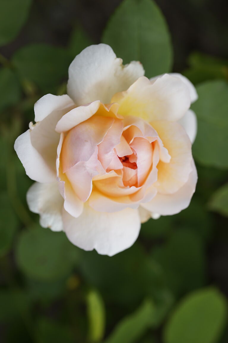 Rose cremeweiß