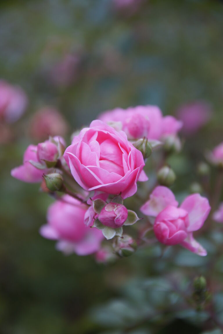 Bodendeckerrose rosa