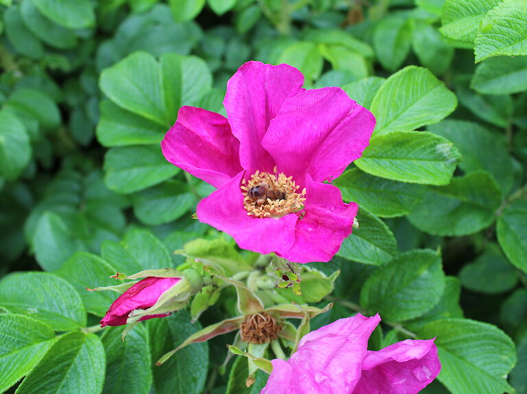Rosa rugosa, pink mit Biene