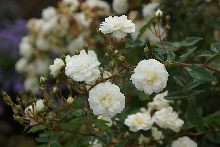 Rosa 'Schneeflocke'