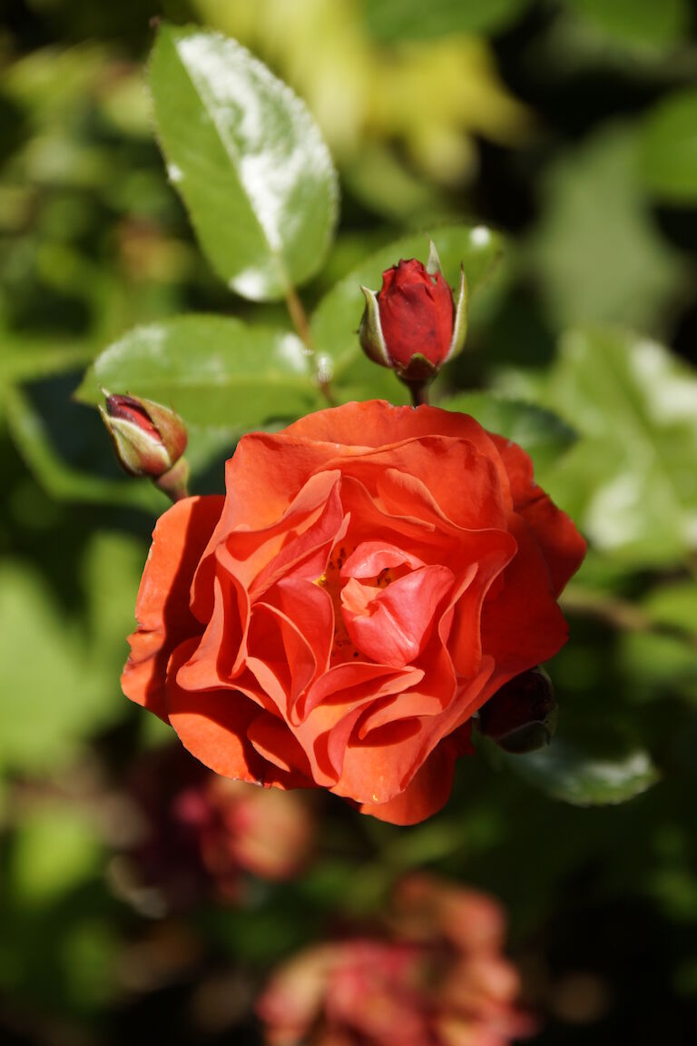 Rose orange