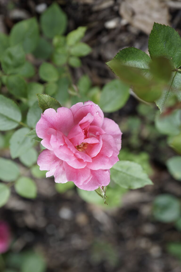 Floribunda-Rose 'Pink La Sevillana'