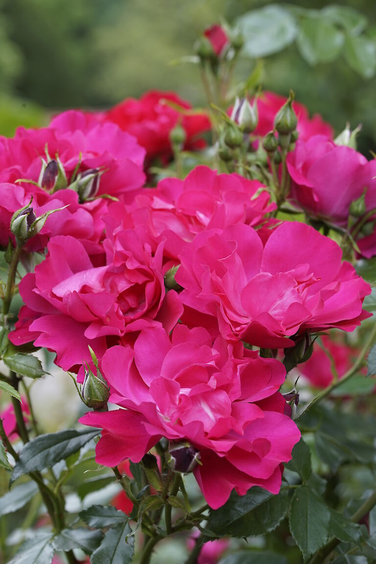 Rose pink