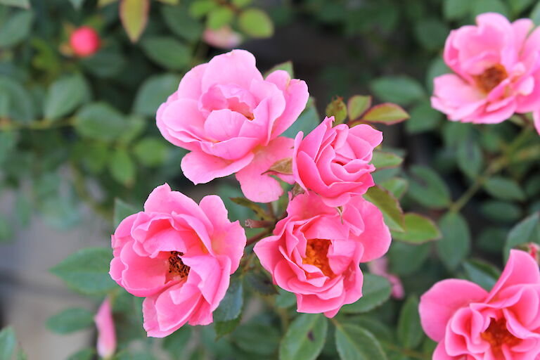 Rosa 'Rote Fairy'