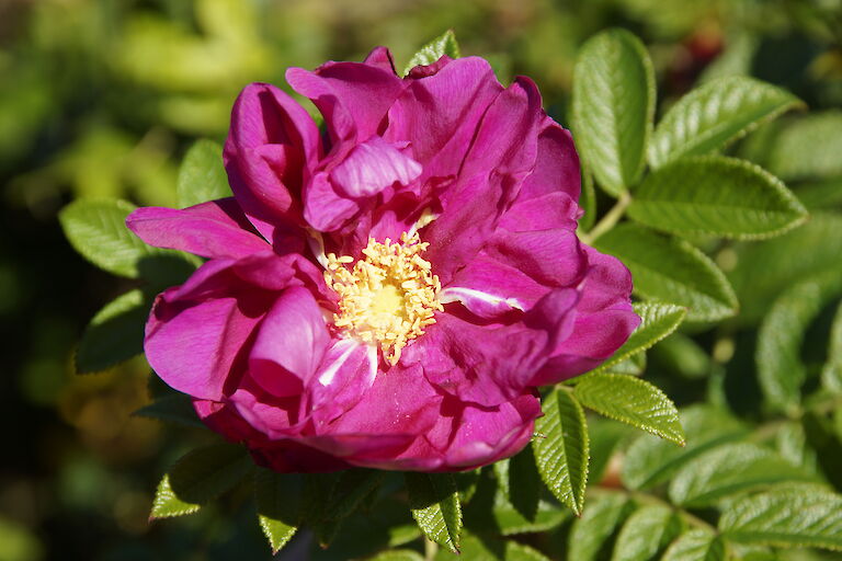 Rosa rugosa pink