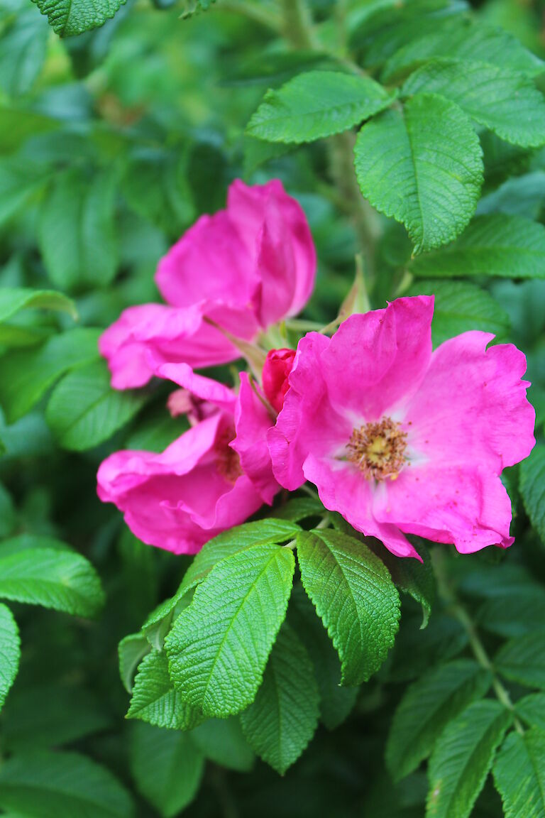 Wildrose pink