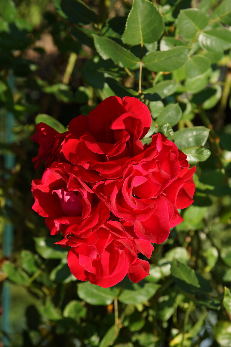 Rosa 'Santana'