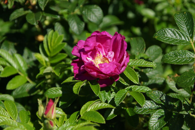 Rosa rugosa