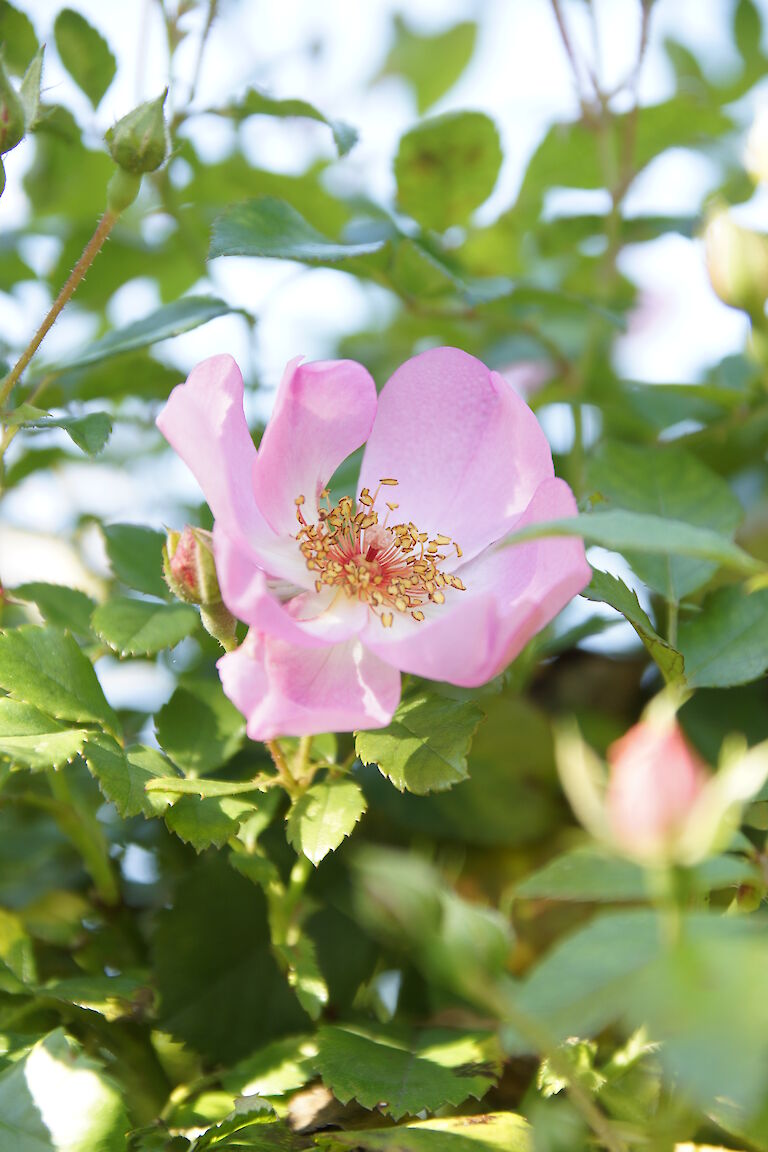 Bodendeckerrose 'Sweet Haze'