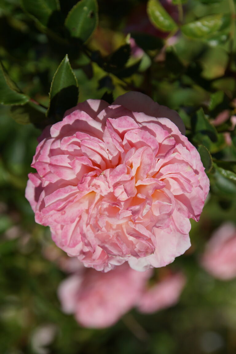 Kletterrose 'Pierouette'