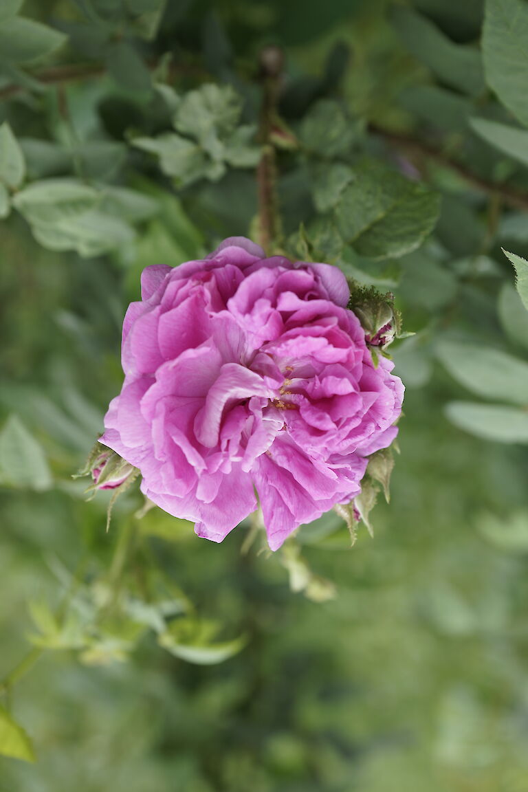Rosa centifolia 'William Lobb'