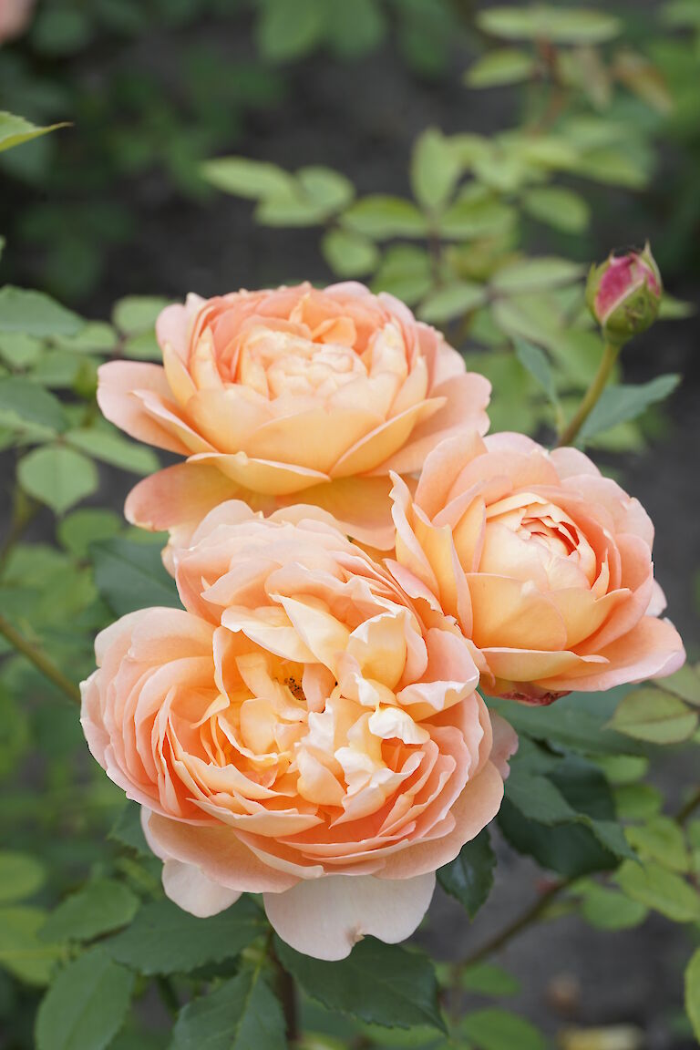 Rose lachsorange