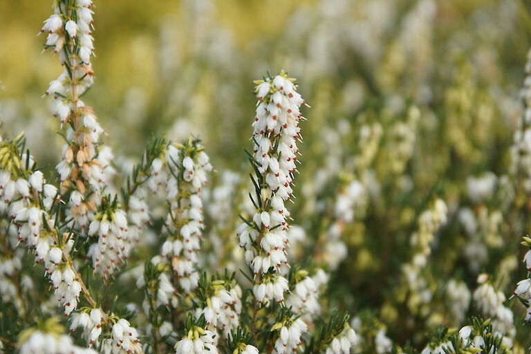 Erica darleyensis 'White Perfection'