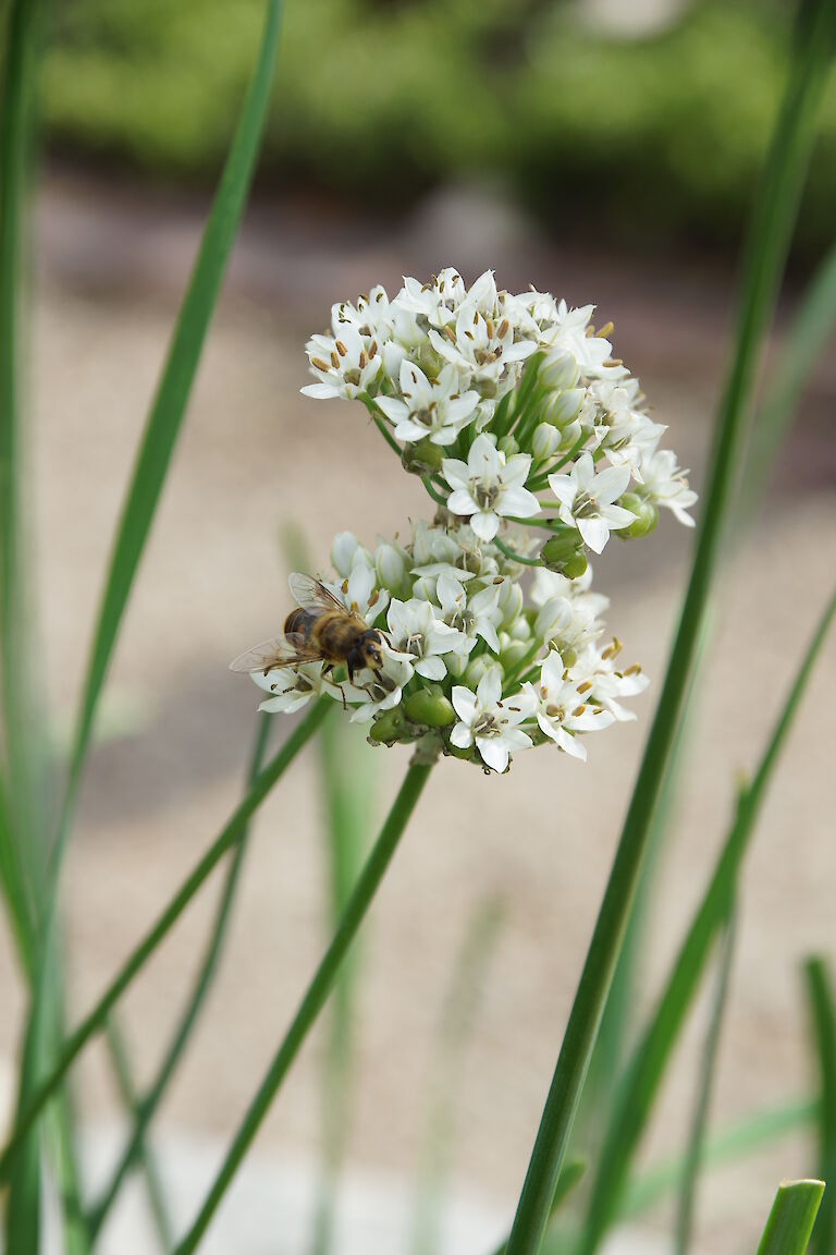 Allium tuberosum Insekt