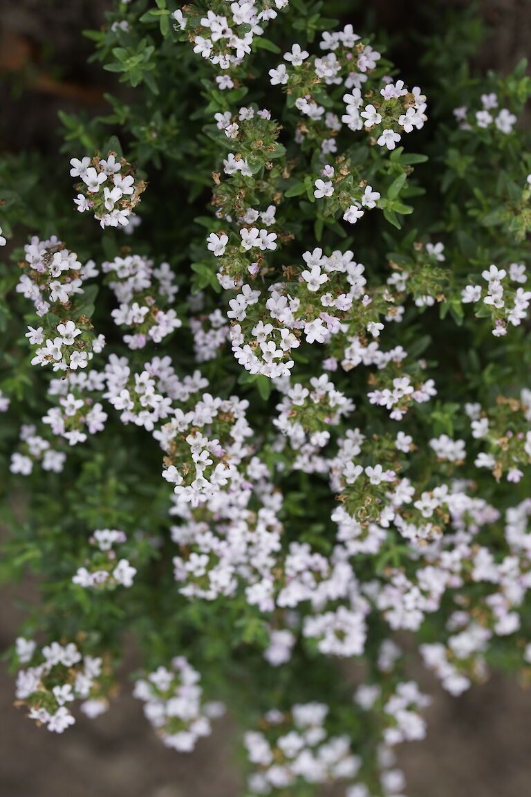 Thymus vulgaris Faustinii