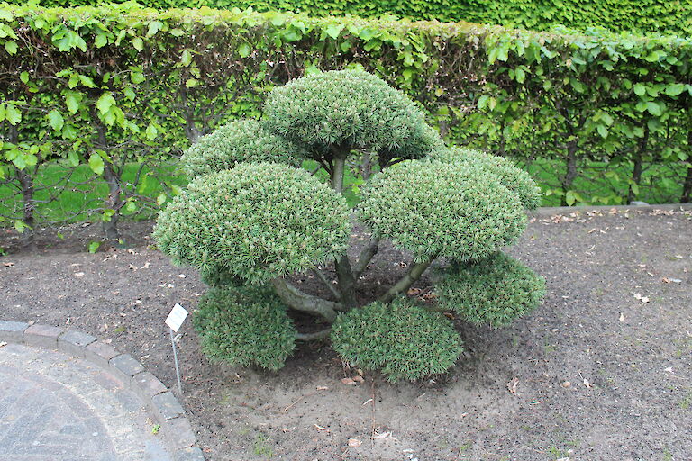 Pinus Bonsai
