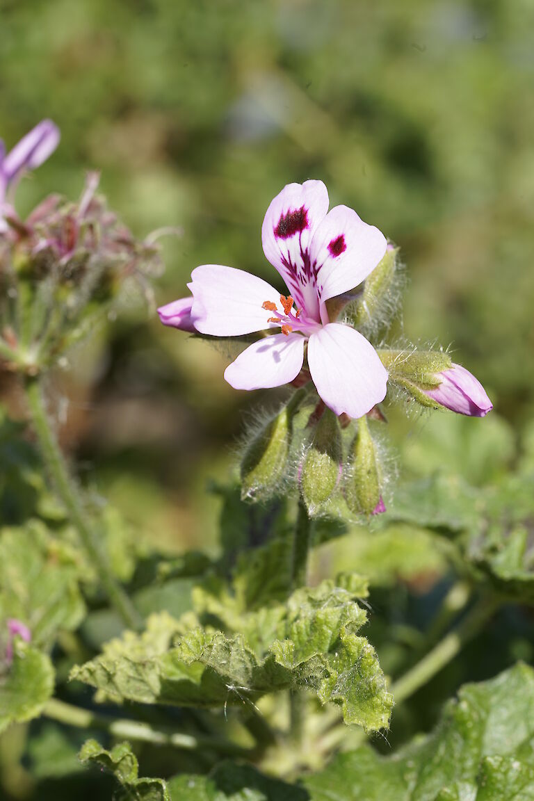 Pelargonium Royal Oak