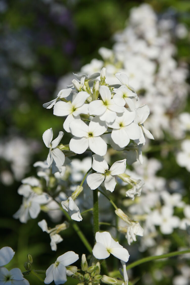 Hesperis matronalis 'Alba'