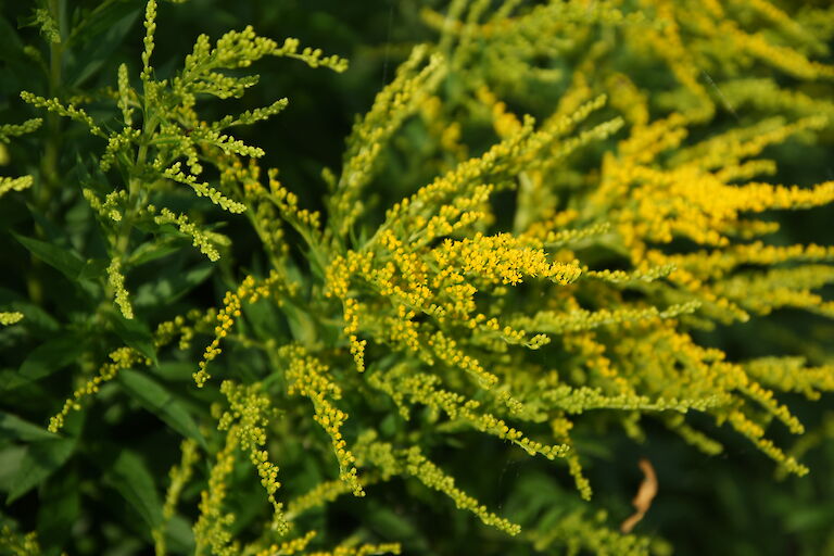 Solidago