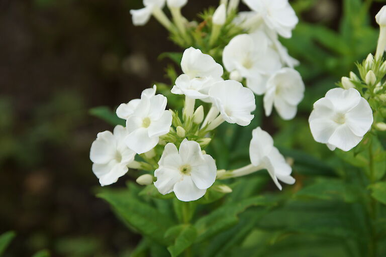 Hesperis matronalis 'Alba'