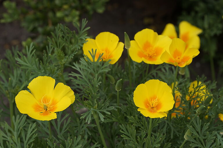 Eschscholzia californica