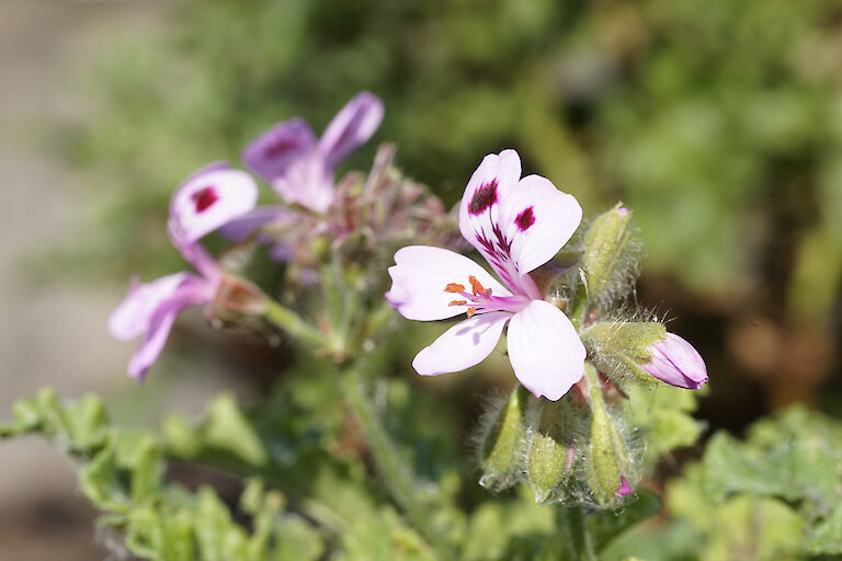 Pelargonium Royal Oak