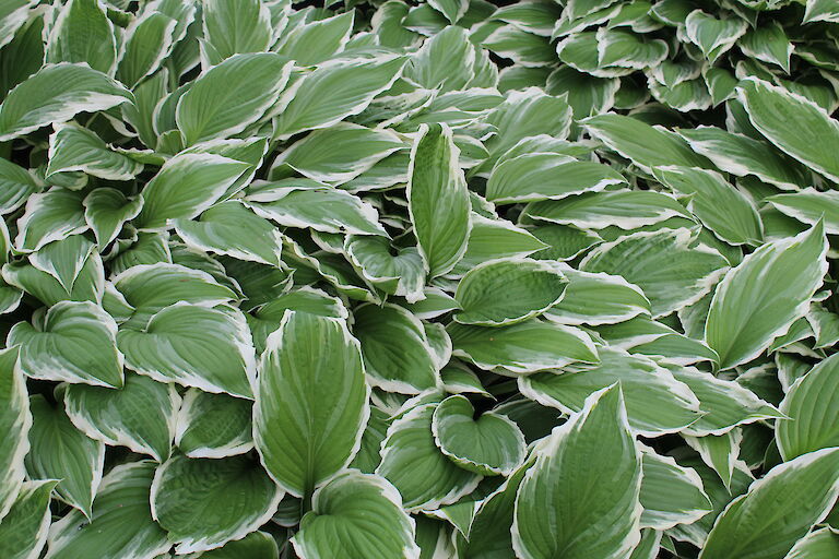 Hosta - weißbunt