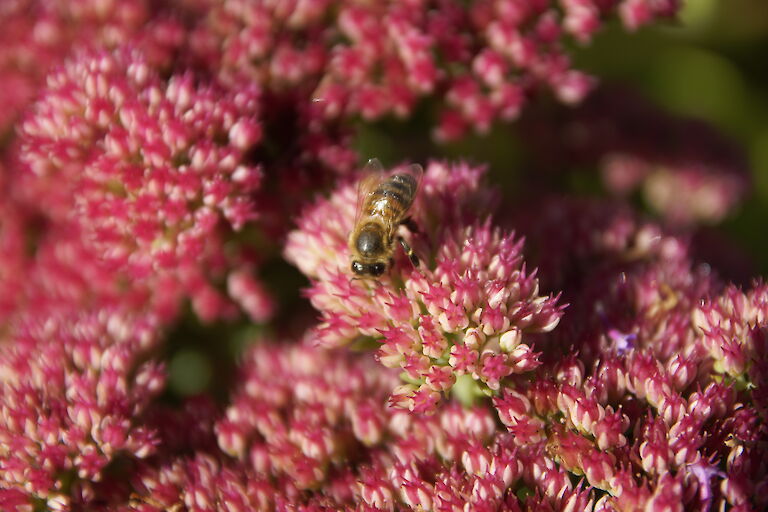 Sedum telephium Herbstfreude Insekt