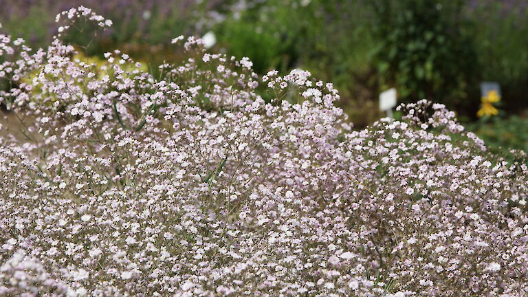 Gypsophila repens 'Rosenschleier'