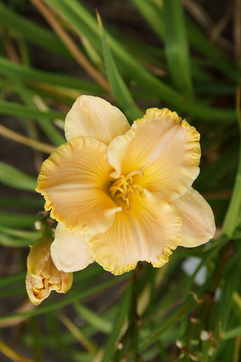 Hemerocallis 'Karl Rupp'