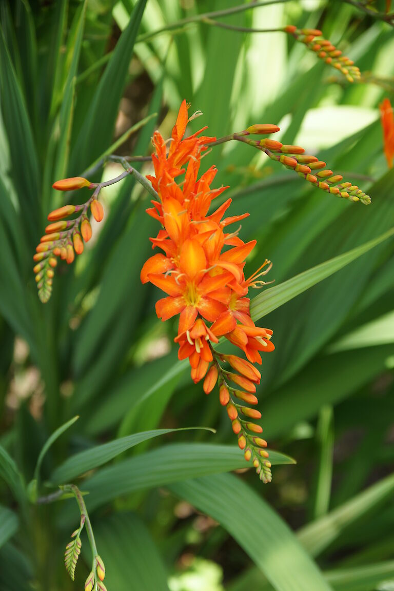 Crocosmia