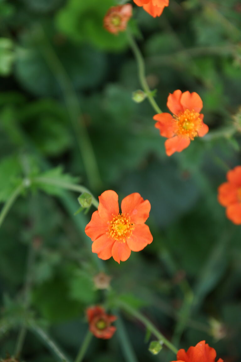 Geum