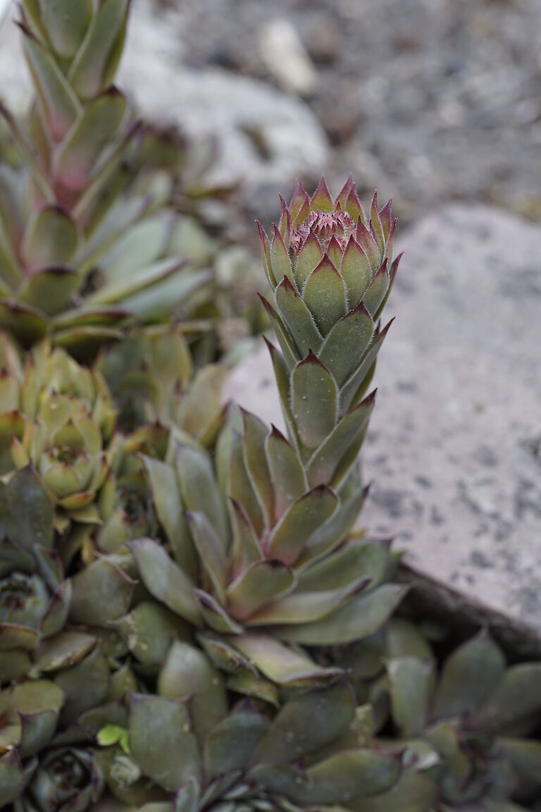 Sempervivum tectorum