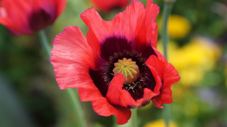 Papaver