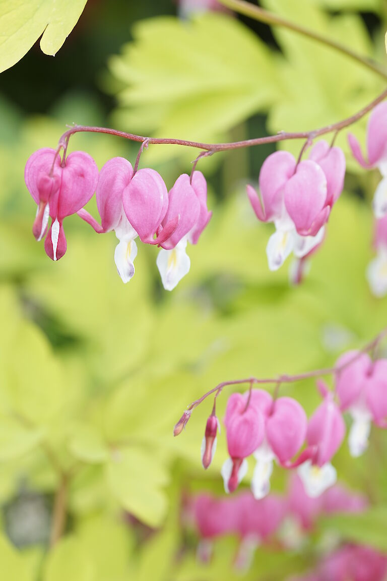 Dicentra spectabilis Aurea