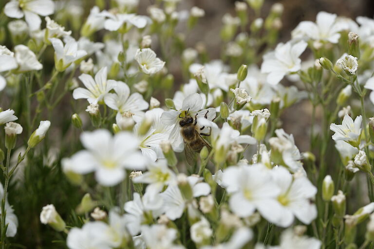 Minuartia laricifolia supsp. kitaibelii Insekt