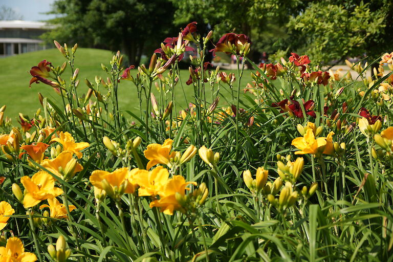 Hemerocallis