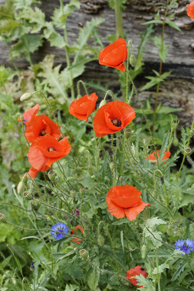 Papaver somniferum