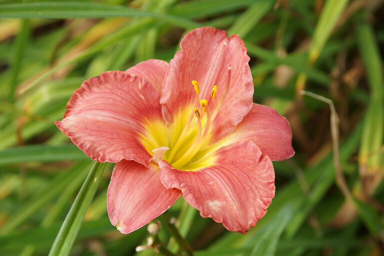 Hemerocallis