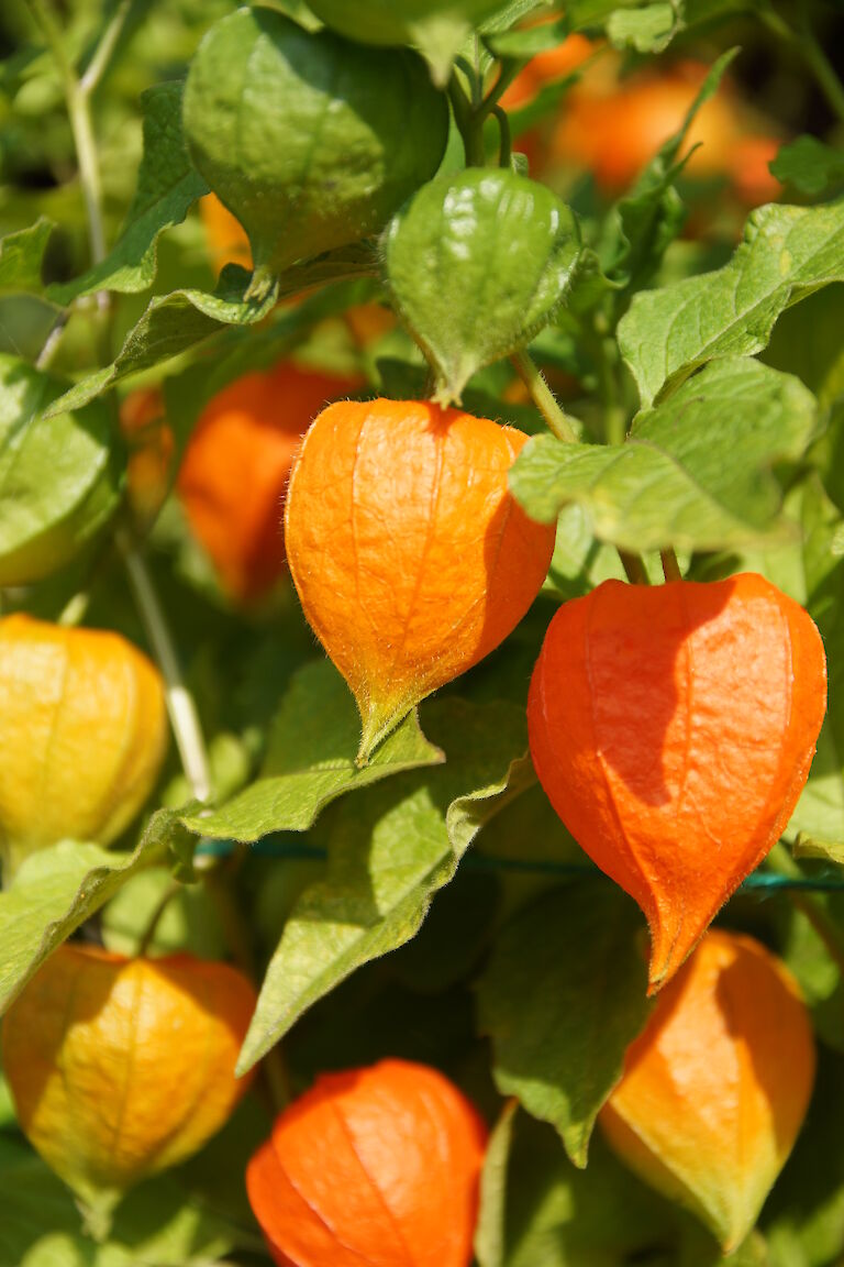 Physalis alkekengi