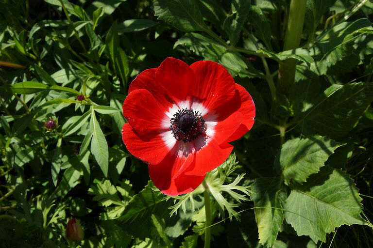 Mohn