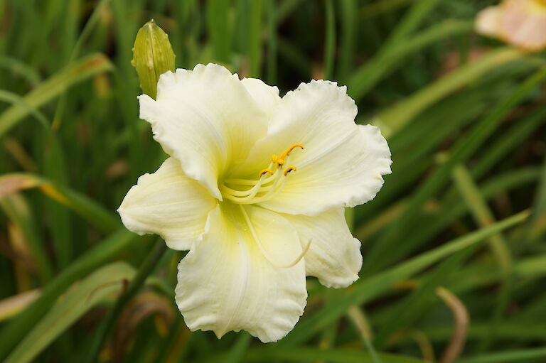 Hemerocallis 'Welfo White Diamond'