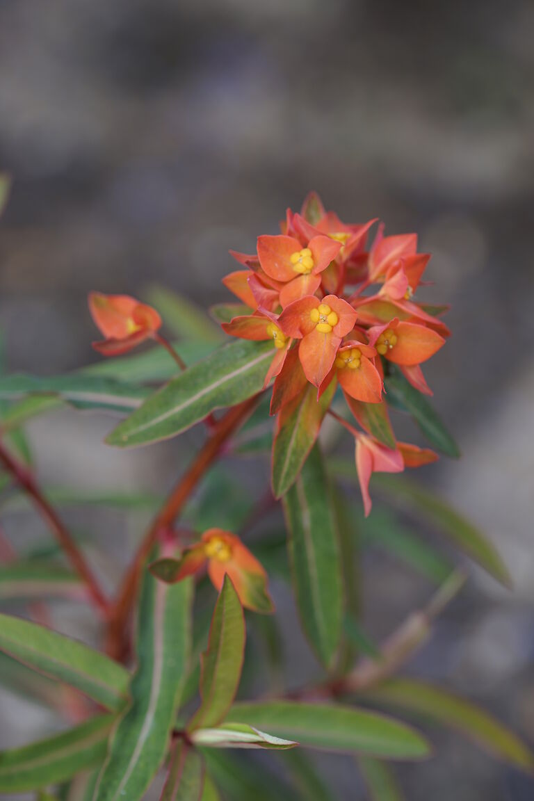 Euphorbia griffithii